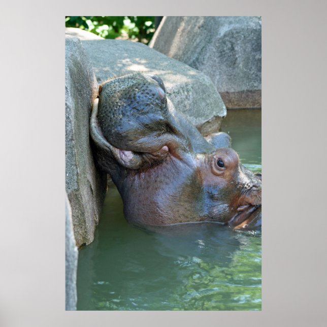 Affiche hippo (Devant)