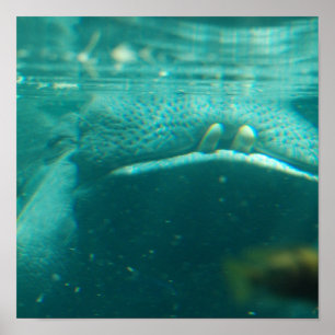 Affiche hippo souriante