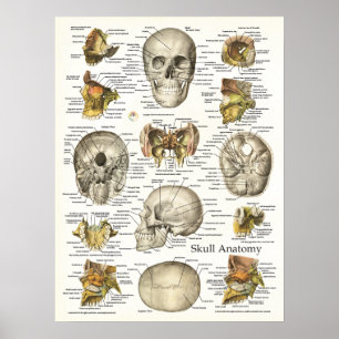 Affiche humaine 18 x 24 d'anatomie de crâne