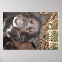 Affiche Husky Collie Croisé