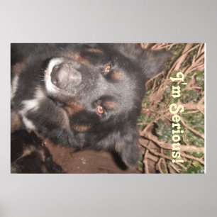Affiche Husky Collie Croisé