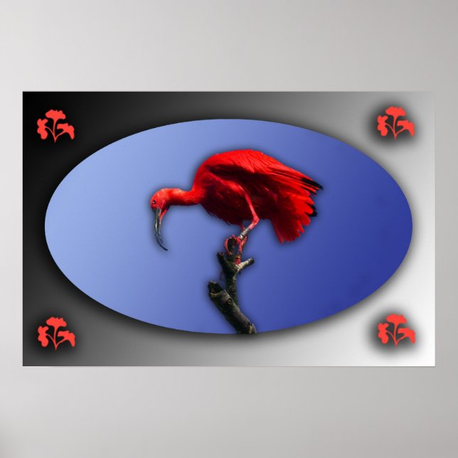 Affiche Ibis rouge (Devant)