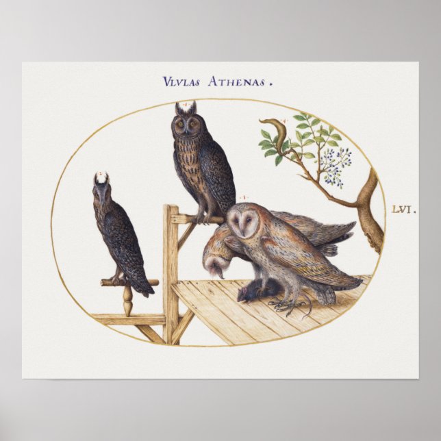 Affiche illustrant la Chouette vintage (Devant)