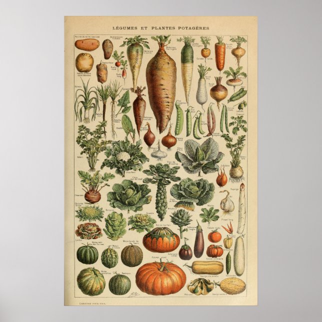 Affiche illustrant les légumes Adolphe Millot (Devant)
