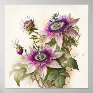 Affiche Impression d'Art de la Fleur de la Passion