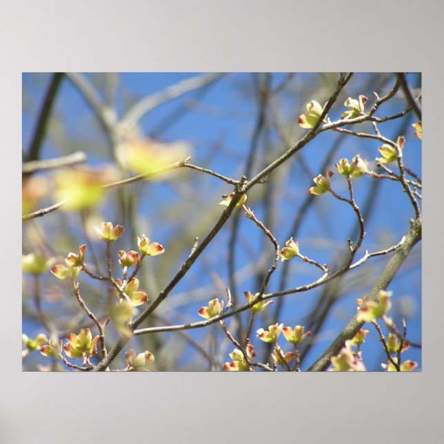 Affiche / Impression de Fleurs de Pommier - Printe (Devant)