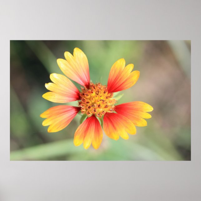 Affiche Indian Blanket (Devant)