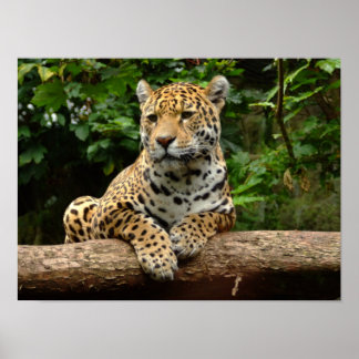 Affiche Jaguar sur une bûche