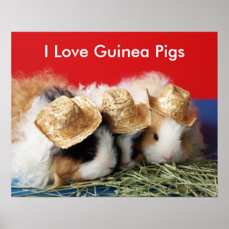 Affiche J'aime les cochons d'Inde