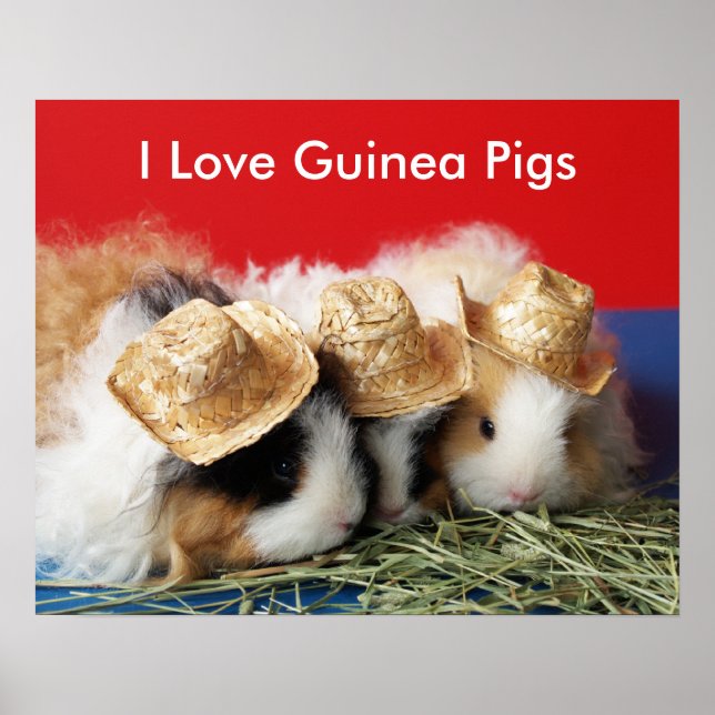Affiche J'aime les cochons d'Inde (Devant)