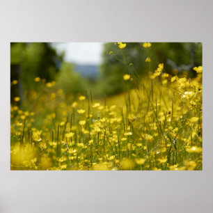 Affiche jaune de gisement de fleur