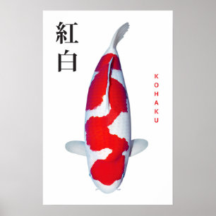 Affiche Kohaku Koi Elegance