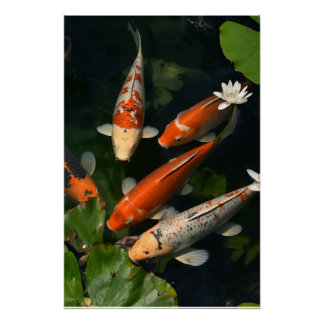 AFFICHE KOI