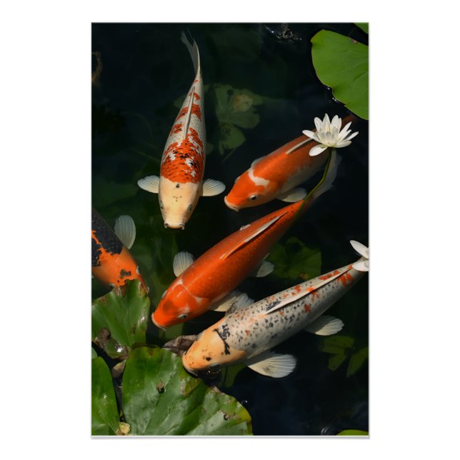 AFFICHE KOI (Devant)