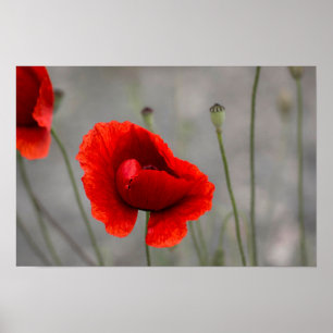 Affiche La Pivoine Rouge