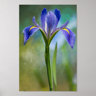 Affiche Louisiana Iris