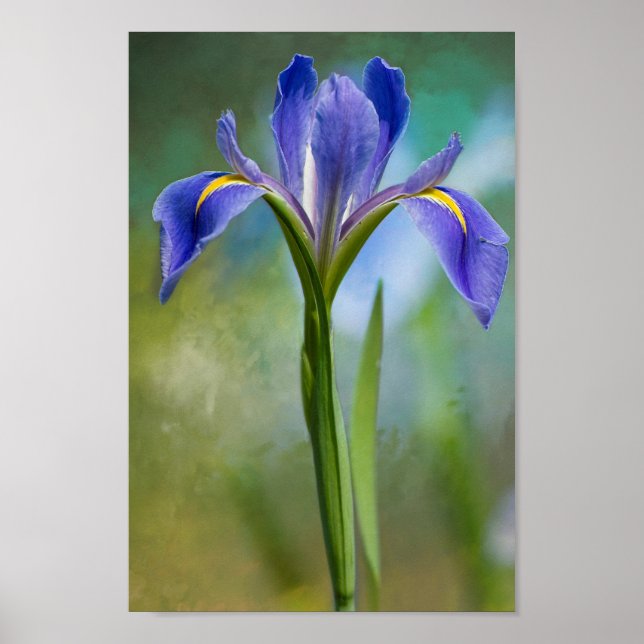 Affiche Louisiana Iris (Devant)