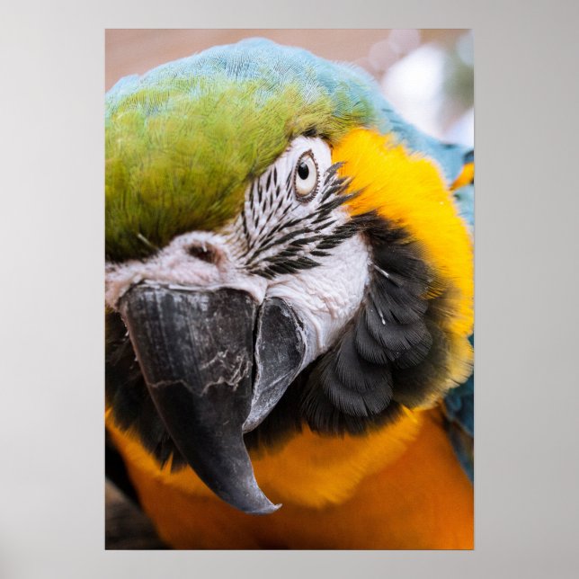 Affiche Macaw Close-Up (Devant)