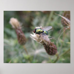 Affiche Macro de la Mouche à Bouteille Verte