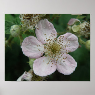 Affiche Macro Fleur de Ronce