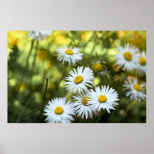 Affiche Marguerites Fleur Floral Photographie De L