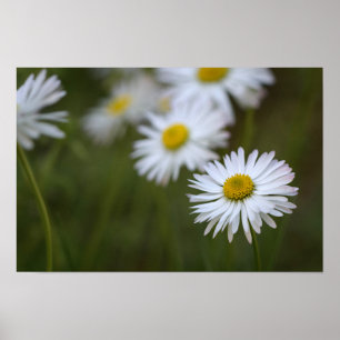 Affiche Marguerites Fleur Floral Photographie De L