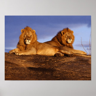 Affiche masculine de deux lions