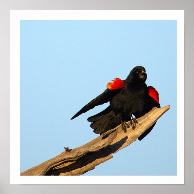 Affiche Merle à ailes rouges (Devant)