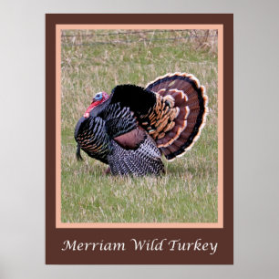 Affiche Merriam Wild Turkey