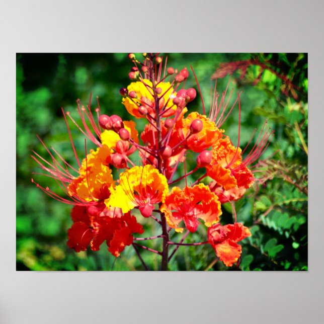 Affiche mexicaine Oiseau du paradis (Devant)