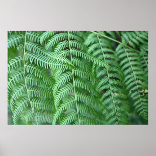 Affiche motif naturel feuilles de fougère verte