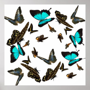Affiche multi 24X24 de papillon "