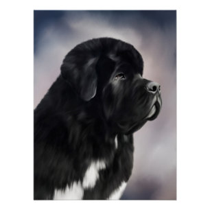 Affiche Notta Bear Landseer Terre-Neuve