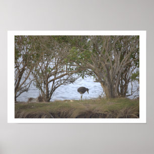 Affiche Oiseau au Refuge