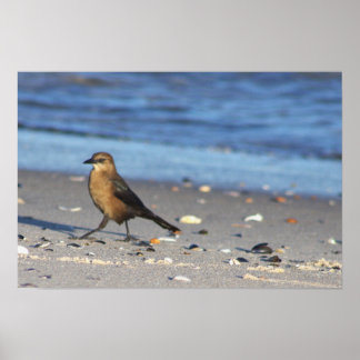 Affiche Oiseau sur la Plage