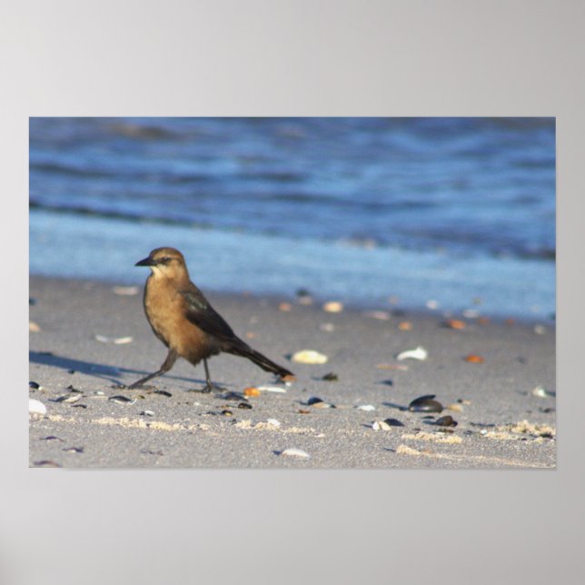 Affiche Oiseau sur la Plage (Devant)