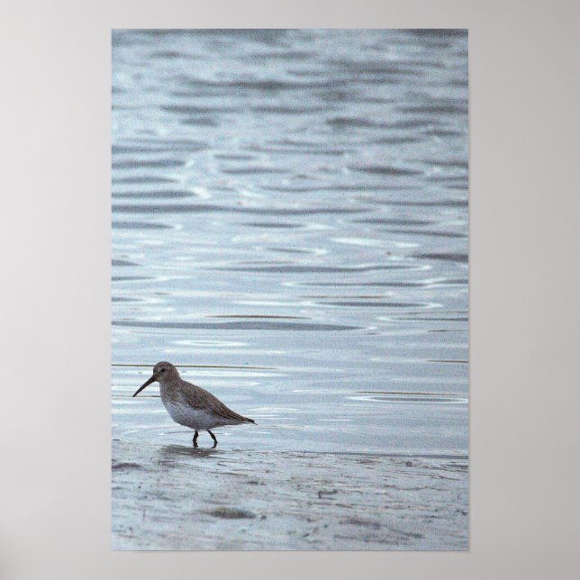 Affiche Oiseau sur la Plage (Devant)