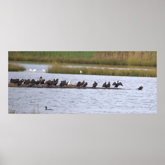 Affiche Oiseaux au Refuge (Devant)
