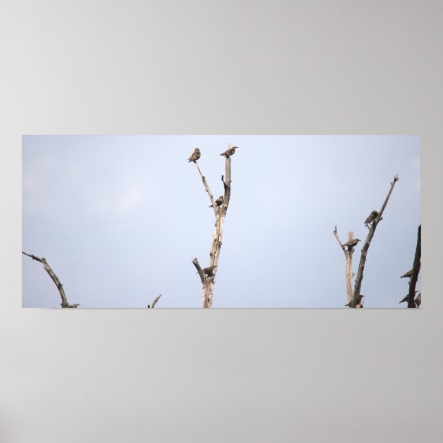 Affiche Oiseaux sur les Branches (Devant)