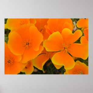 Affiche orange de pavots au printemps