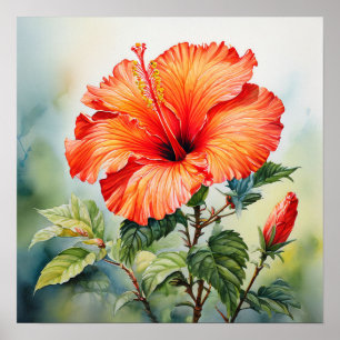 Affiche Orange Hibiscus couleur eau Imprimer