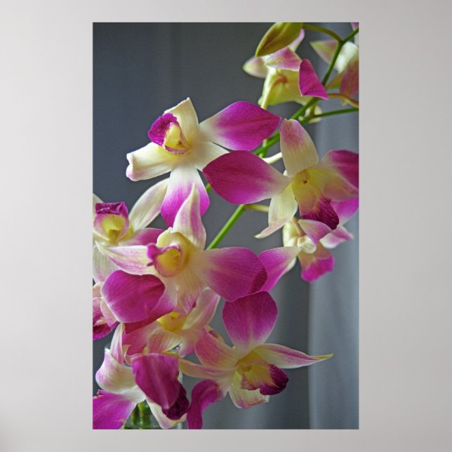 Affiche Orchidées violettes Imprimer (Devant)