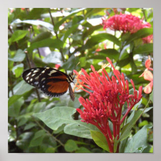 affiche papillon1