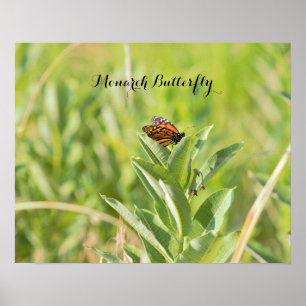 Affiche Papillon Monarque