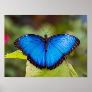 Affiche papillon morpho bleu