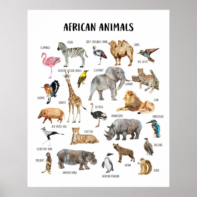 Affiche pédagogique sur les animaux africains pour (Devant)