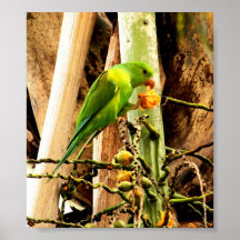 AFFICHE PERRUCHE INSÉPARABLE VERDE 8