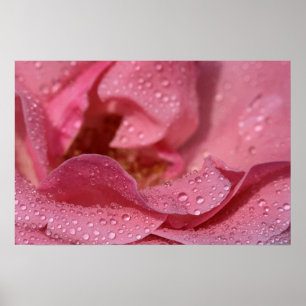 Affiche Pétales de rose rose Après la pluie Photog
