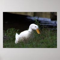 Affiche photo de canard blanc