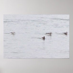 Affiche Photo de Canards